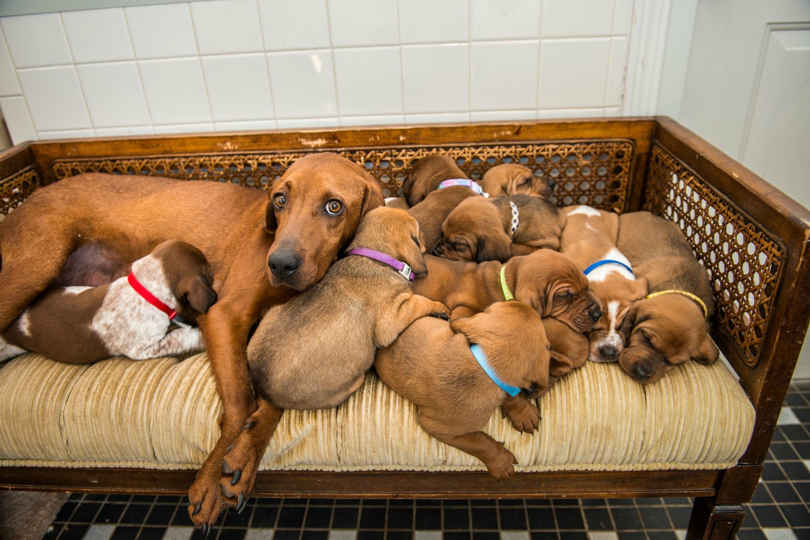 Rory on the couch with her puppies