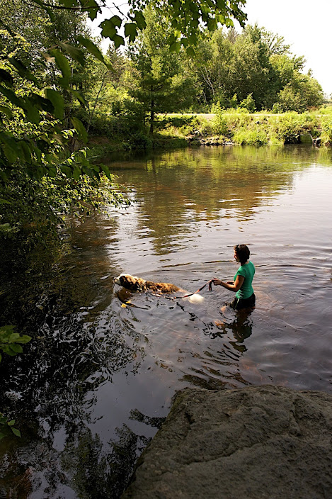 swimming therapy for dogs on the river