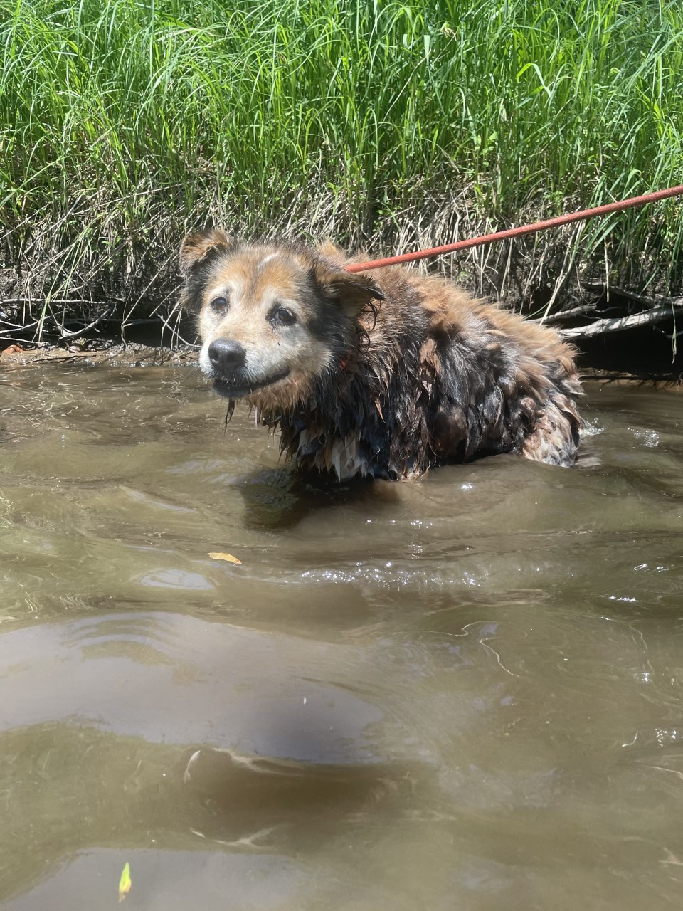 Baxter swimming in the Apple river