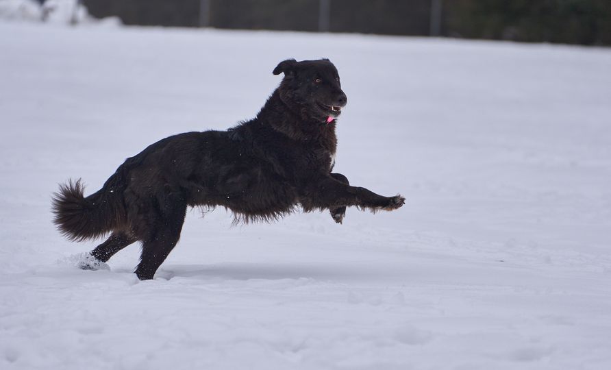 Kara running in the snow