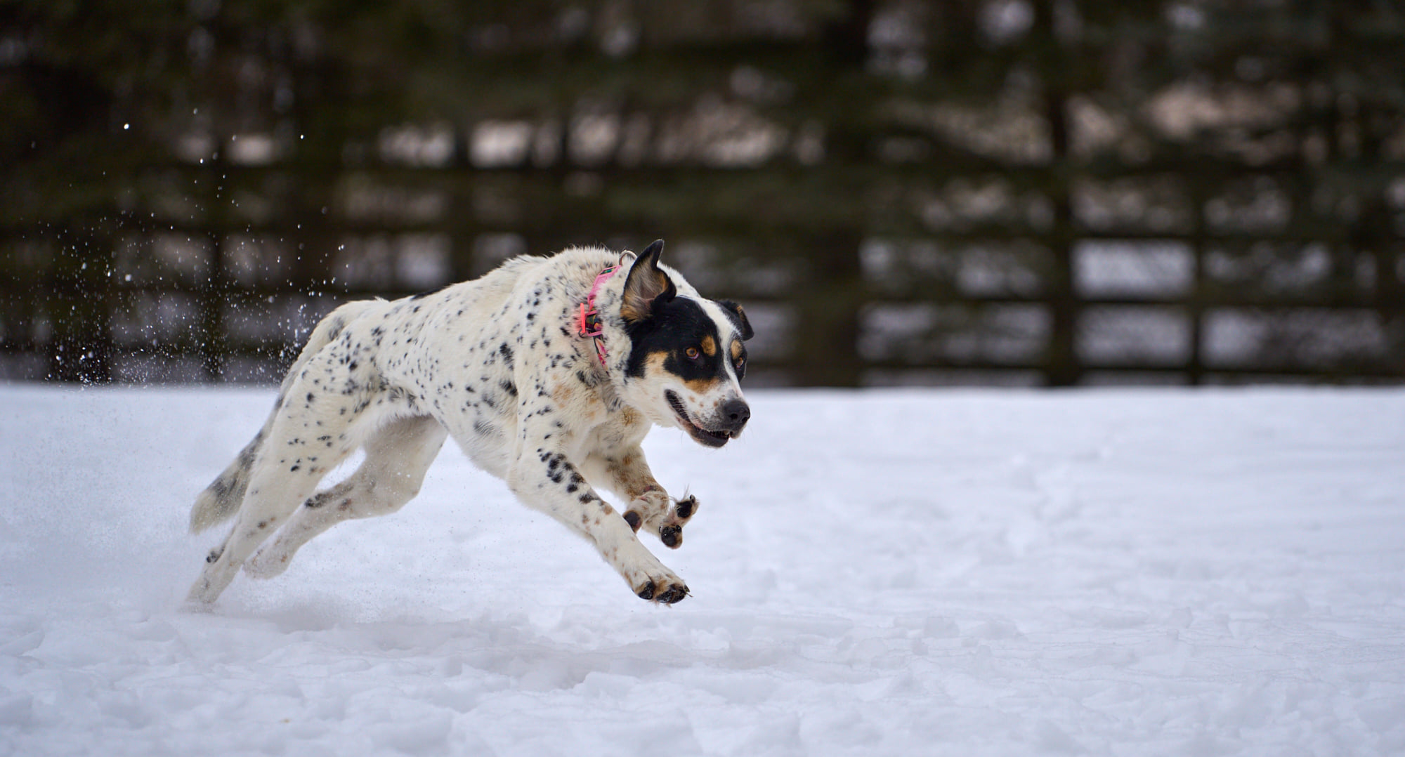 Lily loves to run in the snow