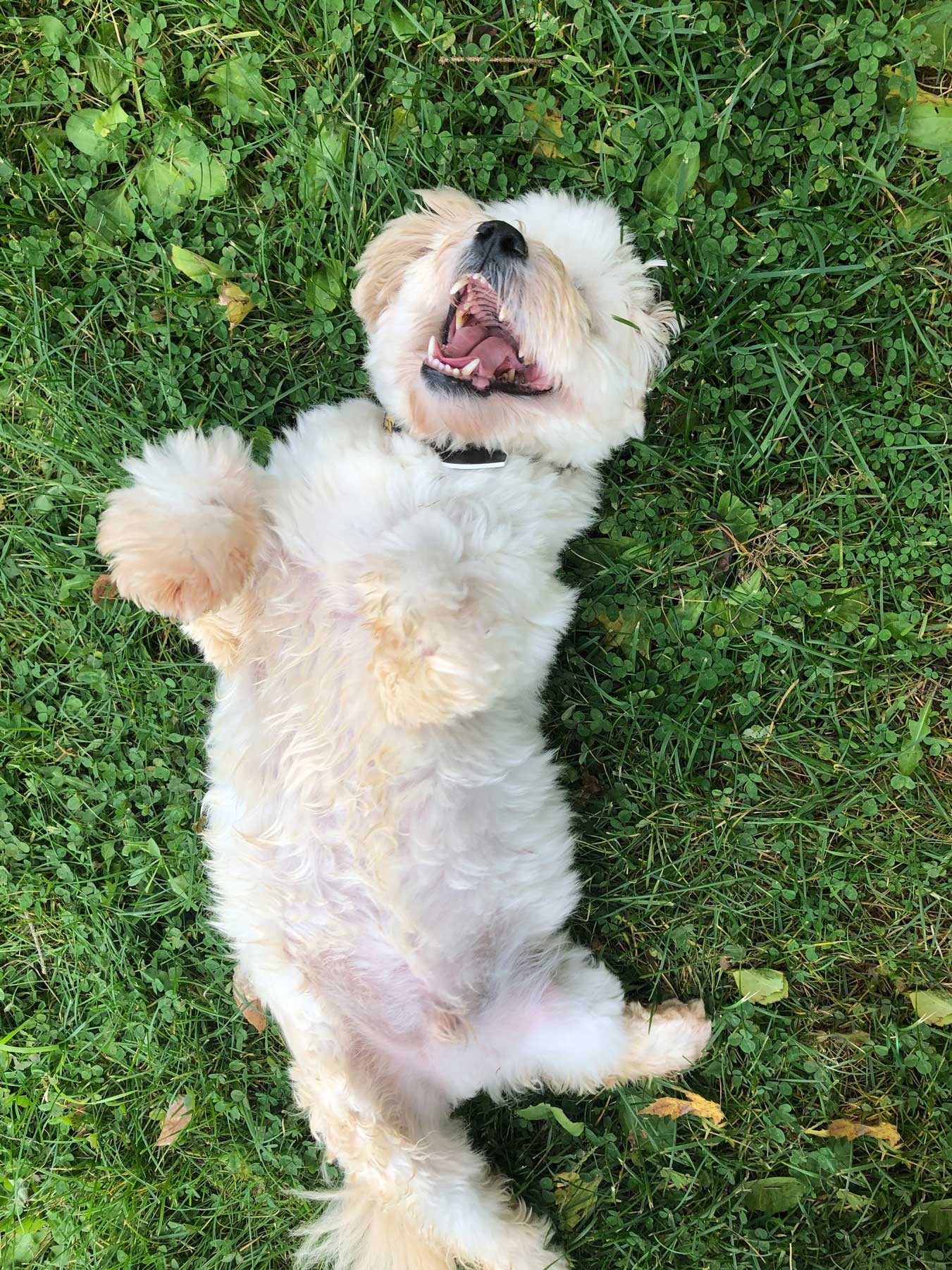 Radar rolling in the grass