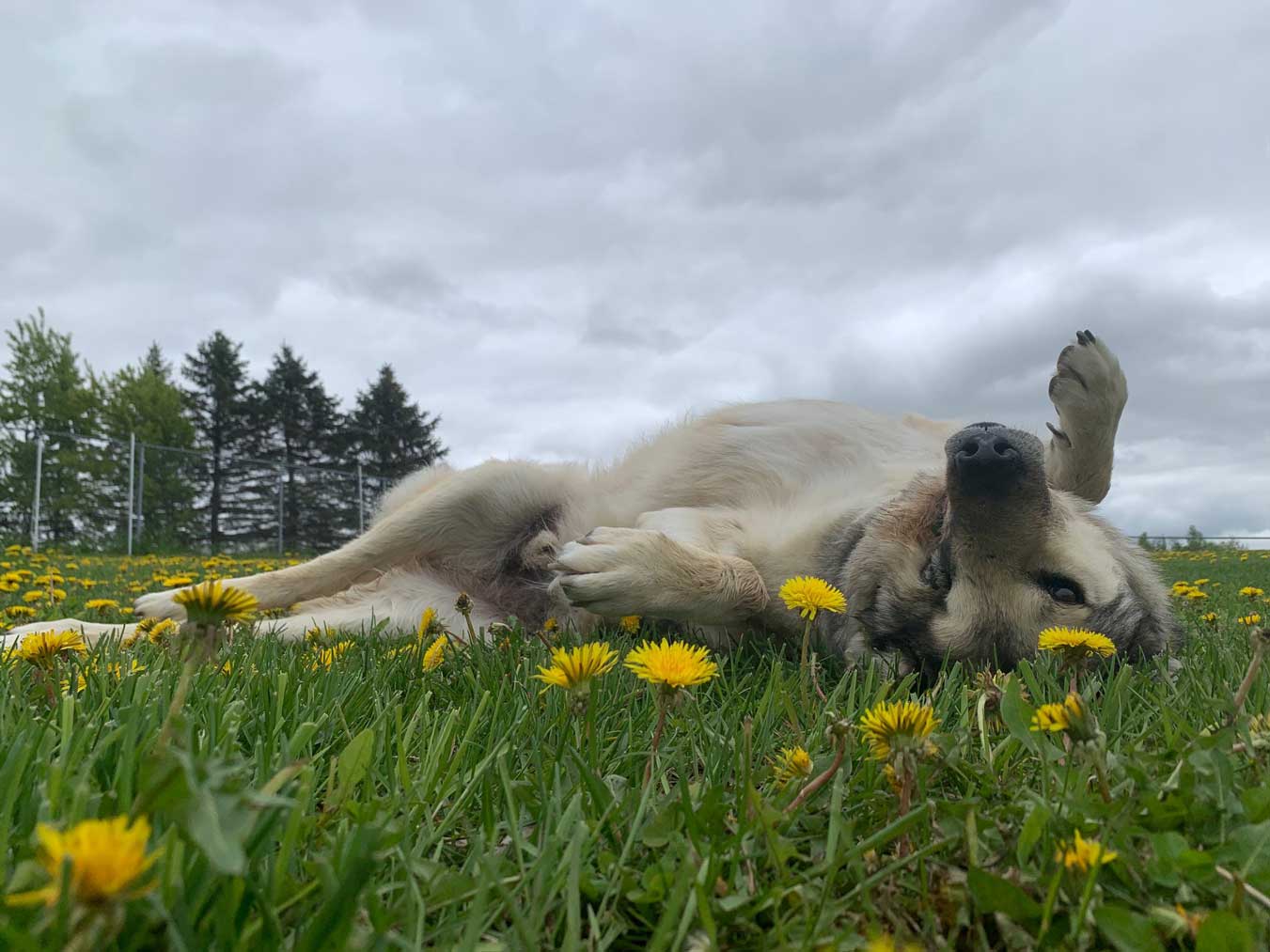 Raha rolls in the dandelions last year.   We're sad that he will miss spring this year but where he is the flowers are brighter and the grass smells sweet