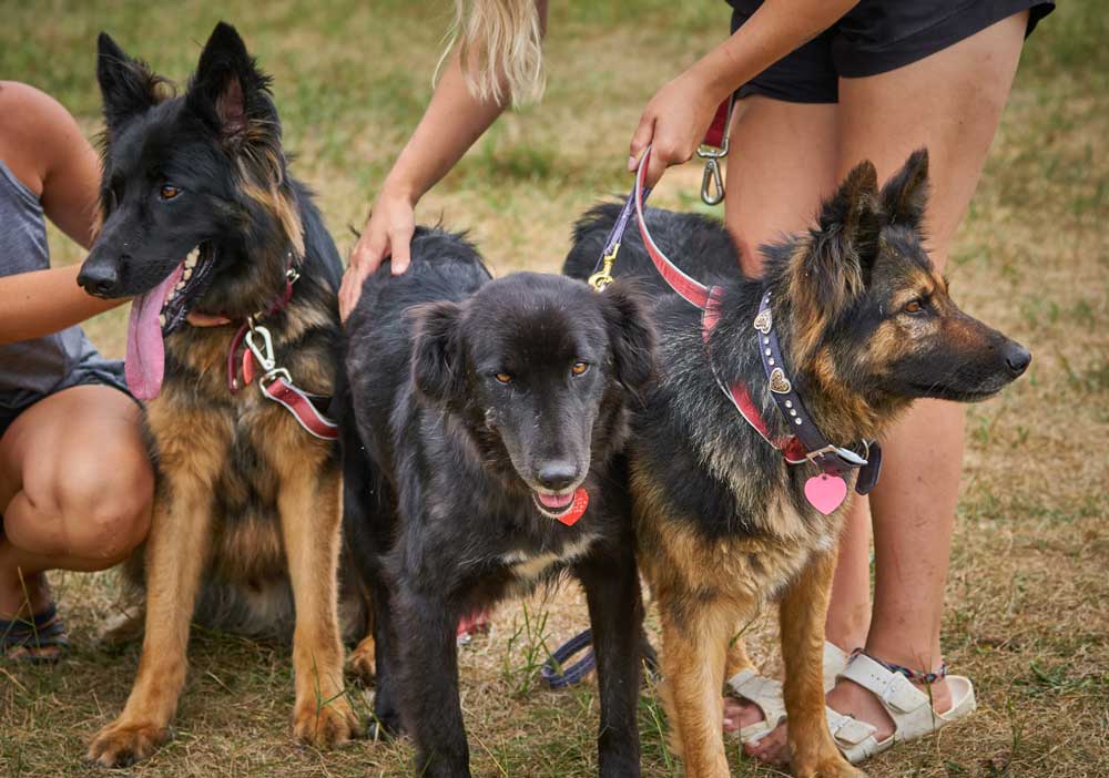 Wouldn't it be great if our political leaders could get along as well as our dogs?Bowser, left  from the United States with his two Afghanistan friends, Kara, center and Zsazsa on the right