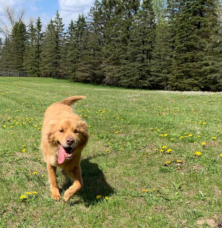  Ginger loves to run, demonstrating her border collie heritage