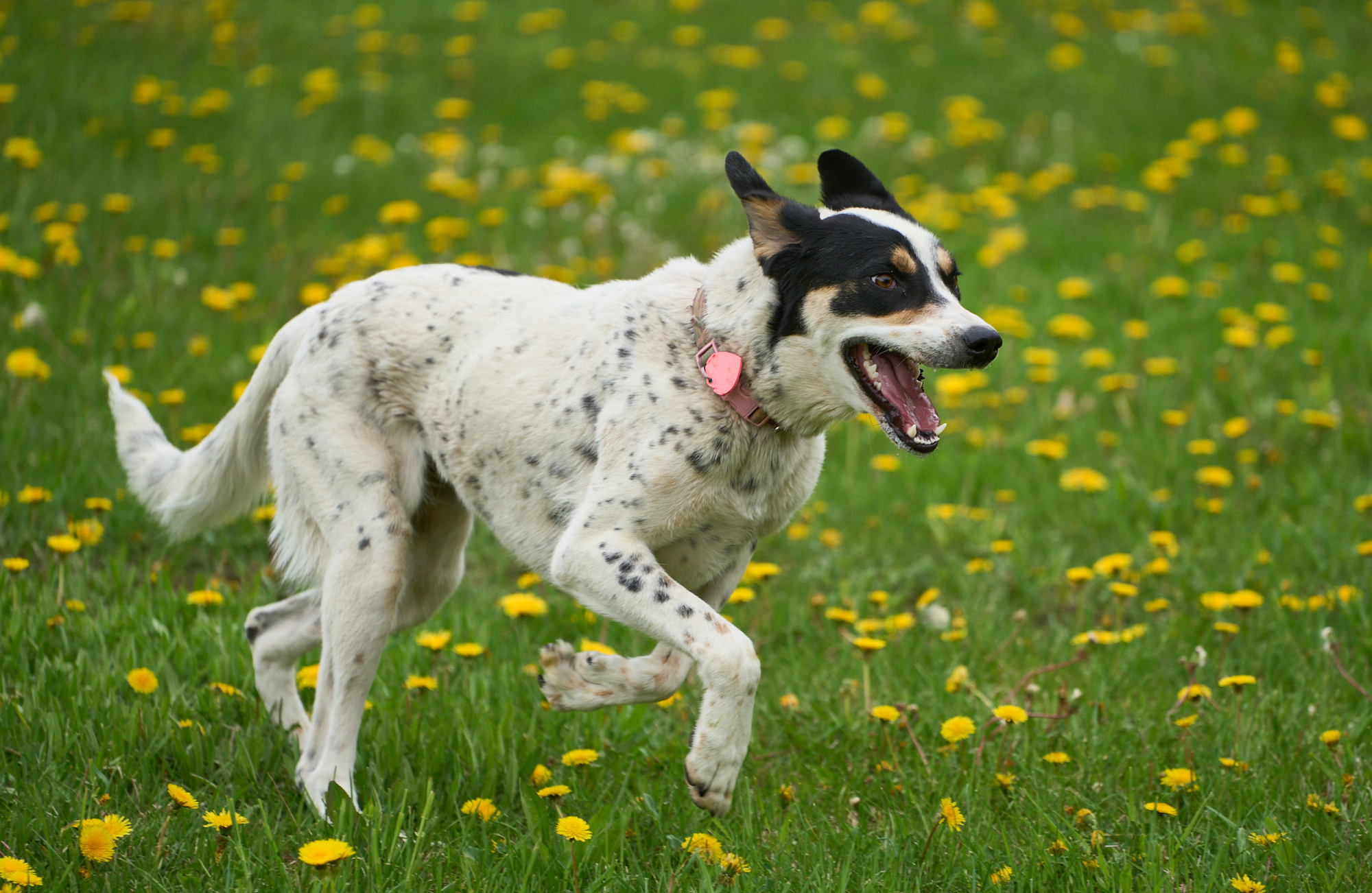 Lilly a setter mix from Afghanistan