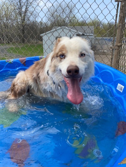 Henry cools off in the pool this summer