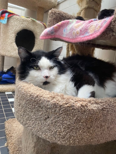 Jafar relaxing in the cat tree