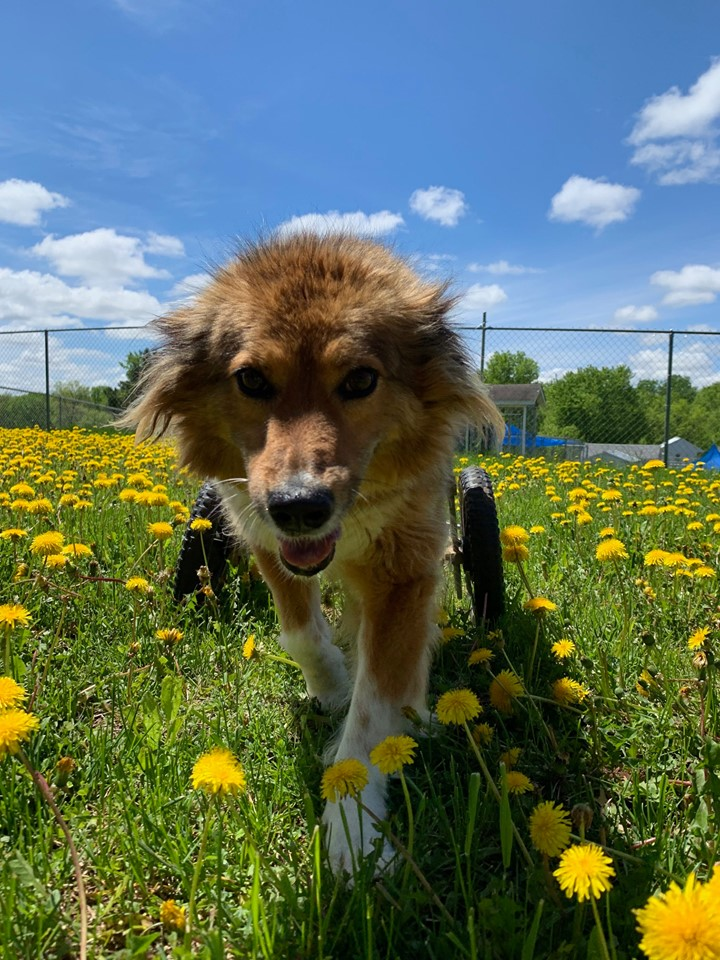 Poppy running through the dandelions with her cart