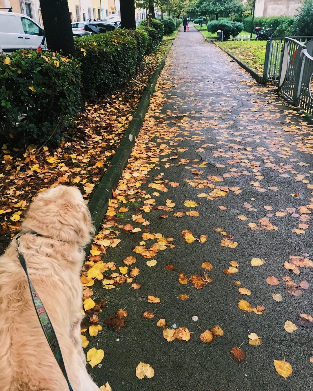 dog walk in the fall