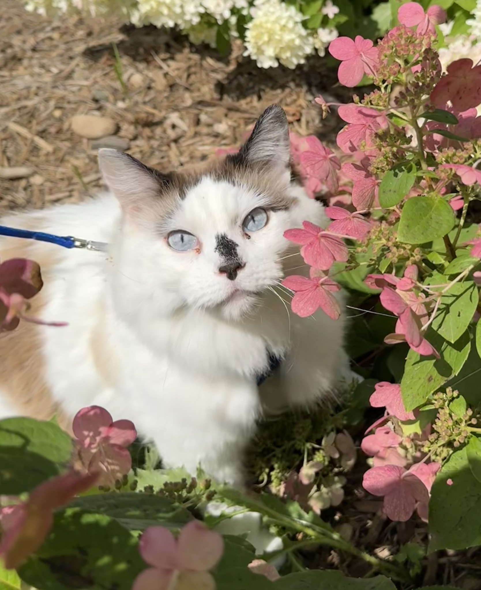 Chai in the flowers