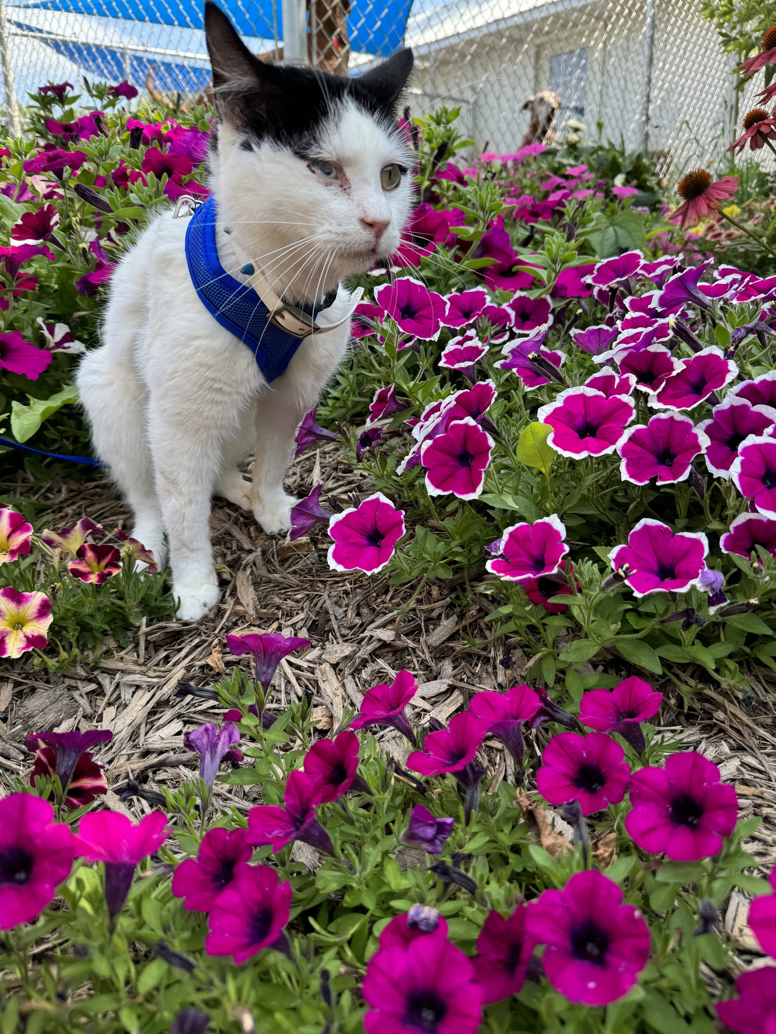 charlie in the petunias