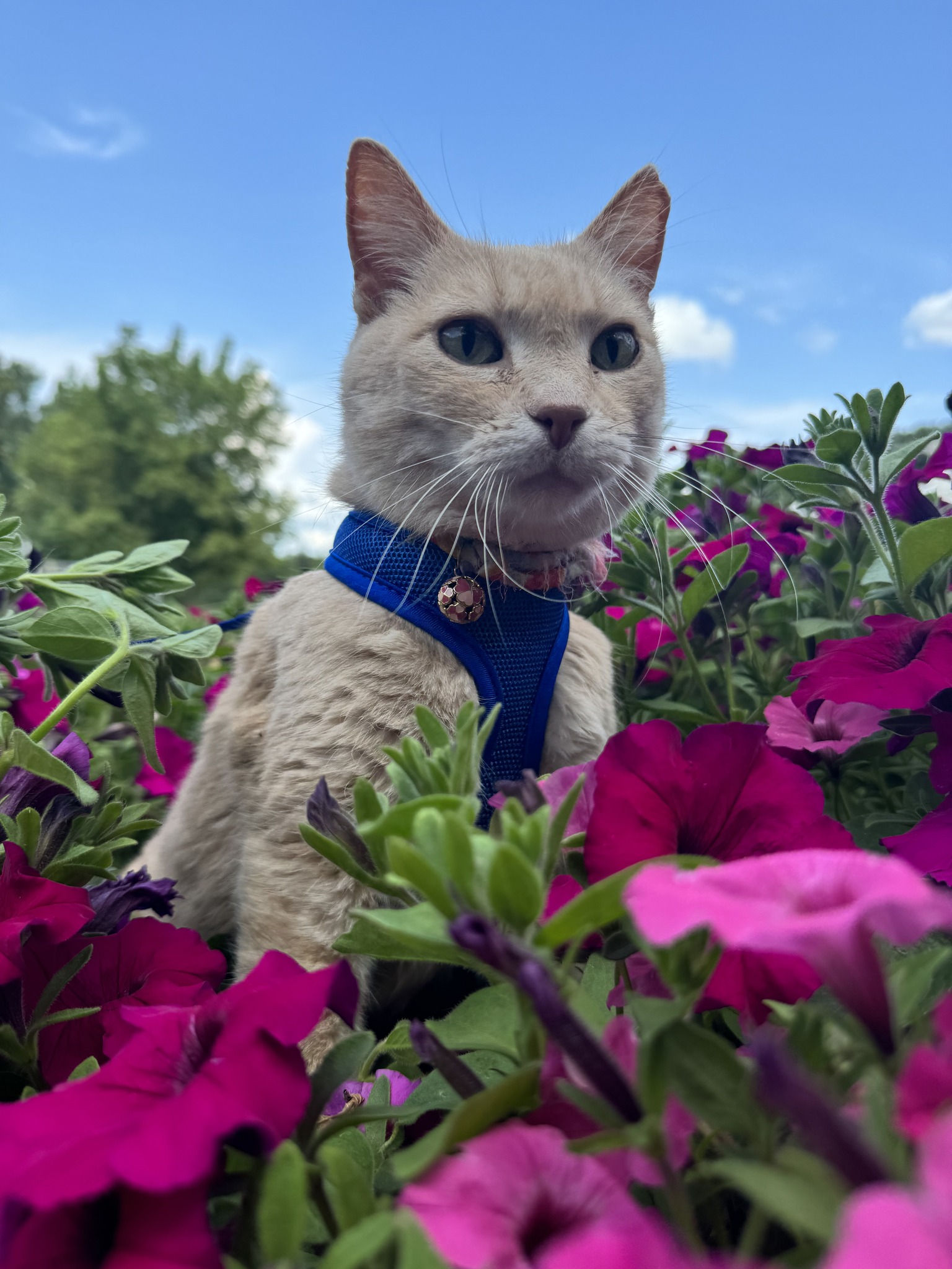 Devyn in the petunias