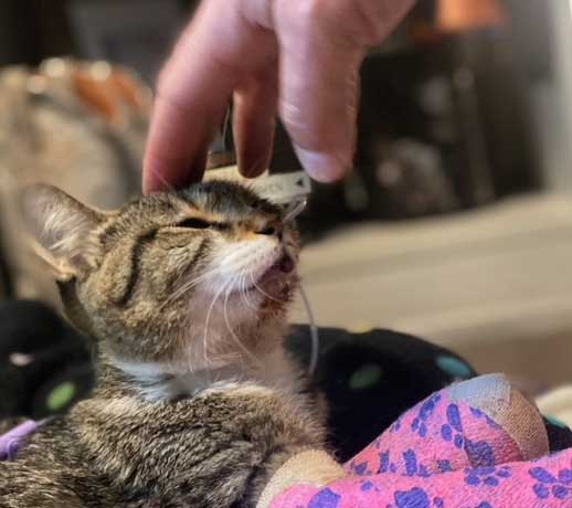 Rue getting Pets from media people