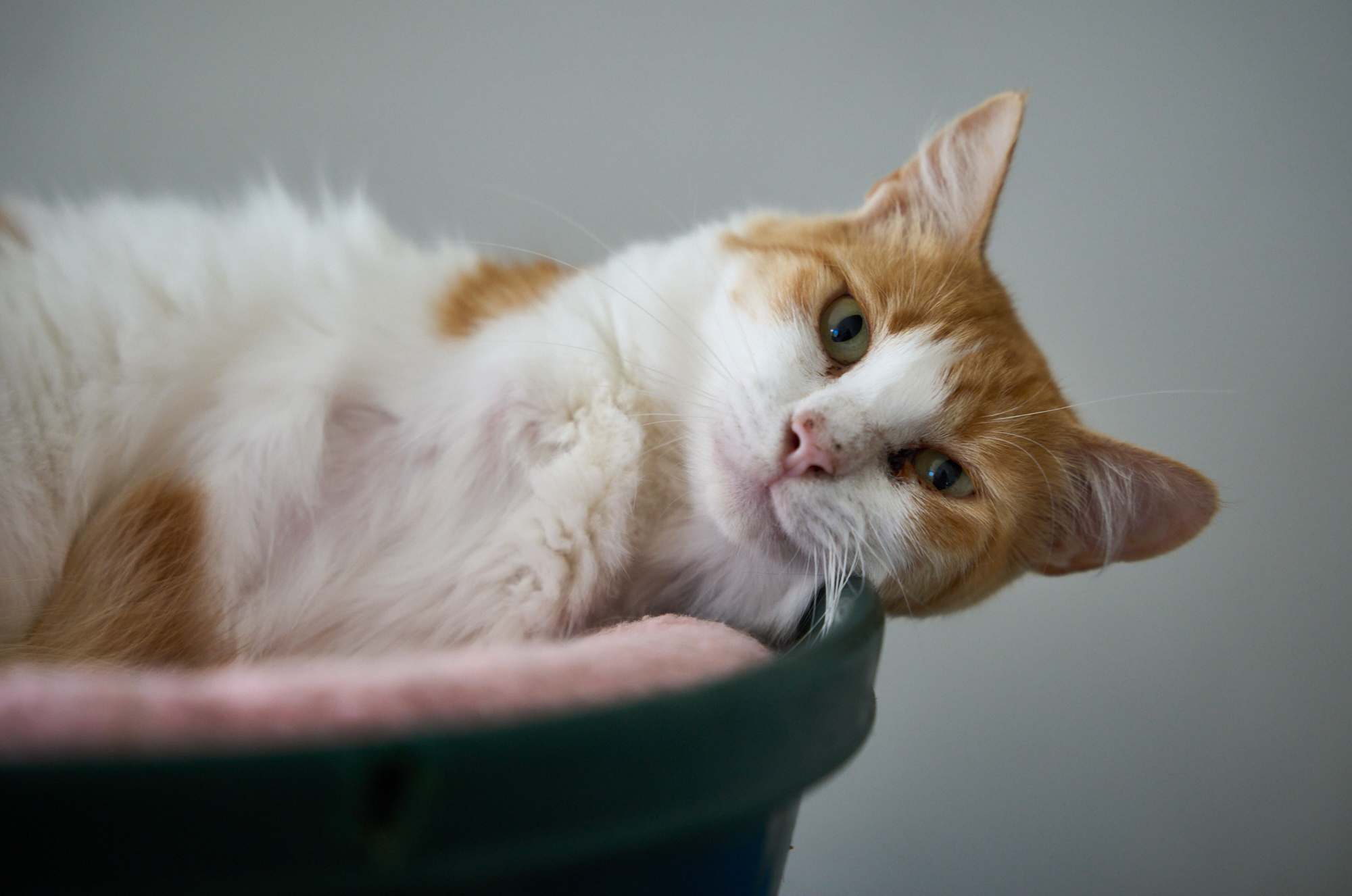 -legged shy Scout in her first official Home for Life® portrait by Mark Luinenburg