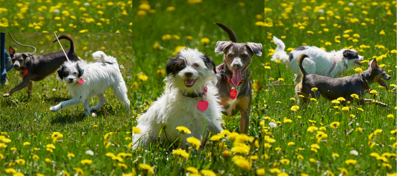 Three photo Tryptik of Coco and Polly, originally from a Twin Cities animal control, at Home for Life in a walk in one of our meadows at the sanctuary. Spring, 2026, photos by Mark Luinenburg