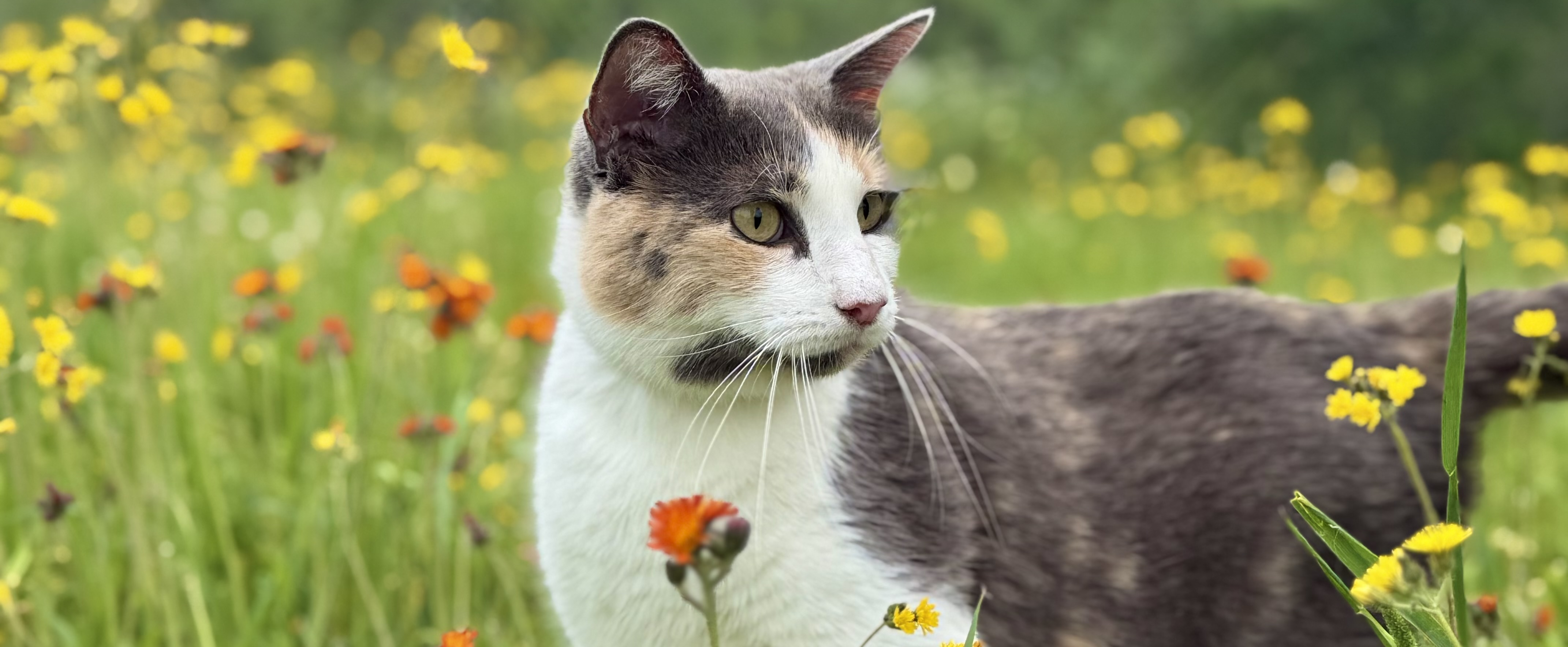 Gertie in the wildflowers