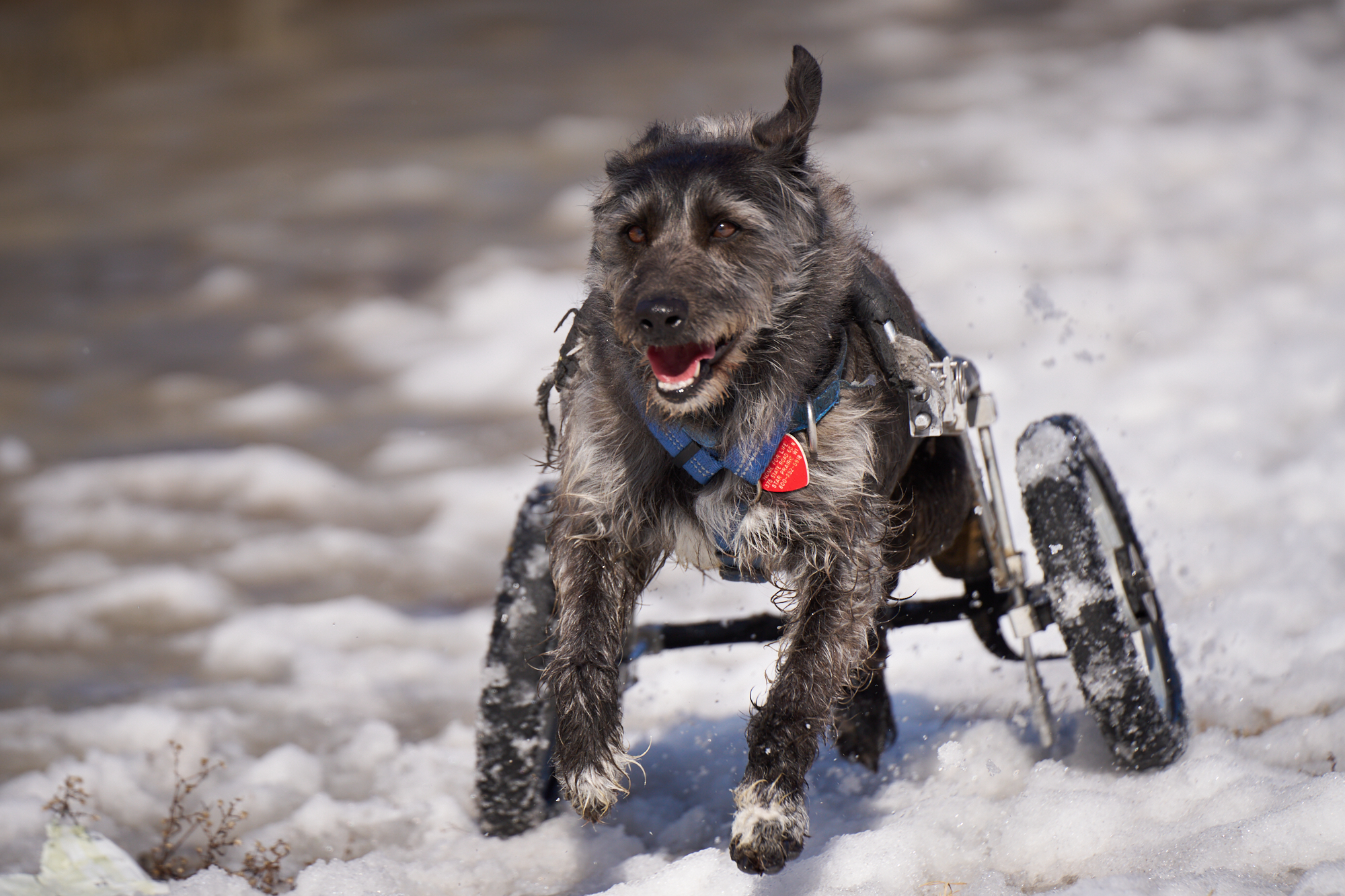 Here's Gus, in full run through the slushy snow strapped to his wheely cart.  