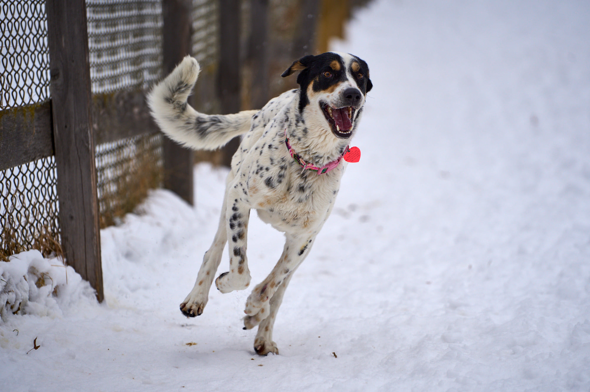 Lily running in the snow