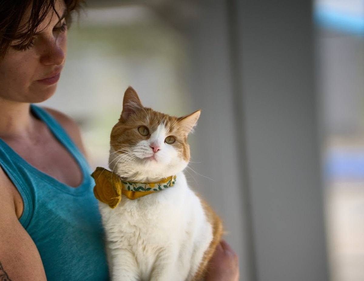 Buttercup with a bow on her collar.