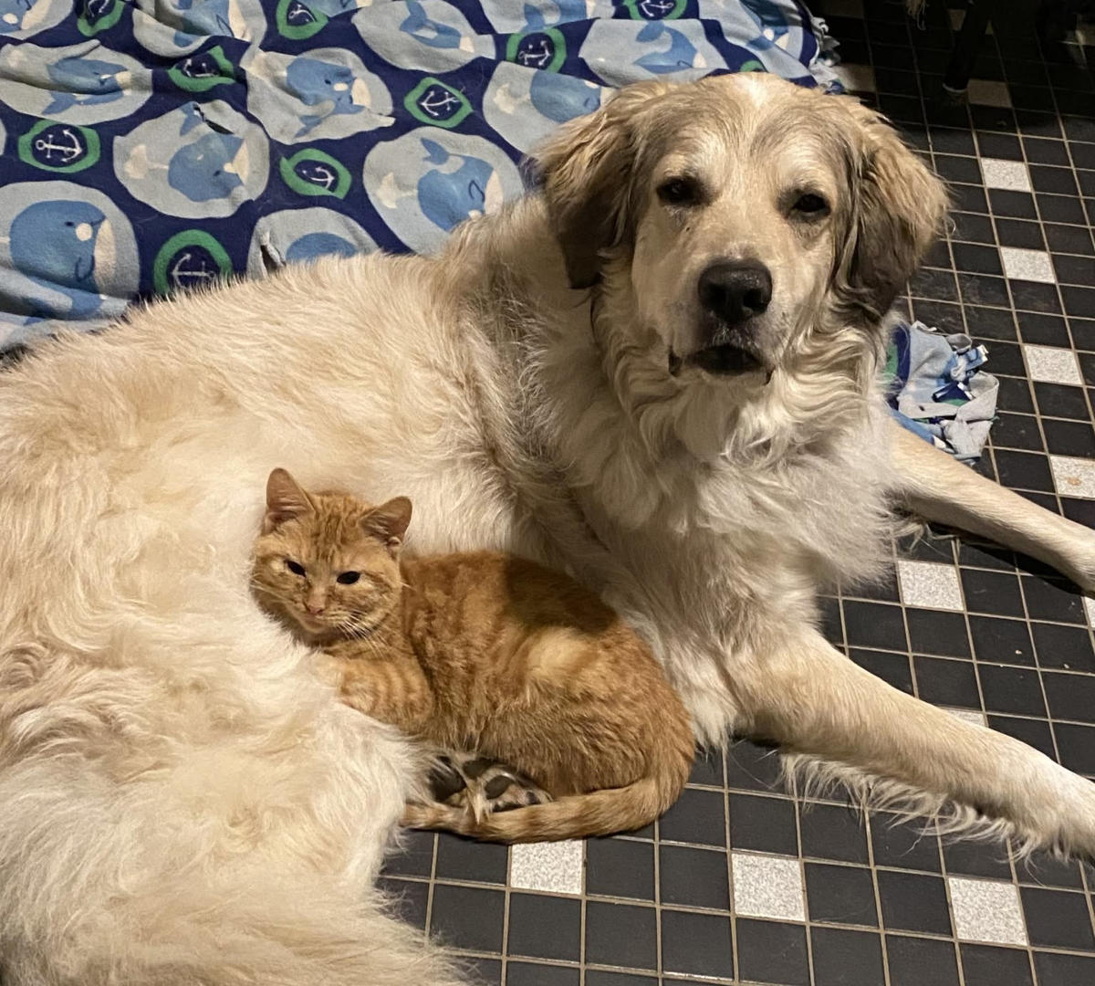 Butternut with Noelle at Home For Life