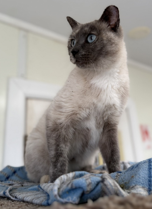 Daffodil at Home For Lfe