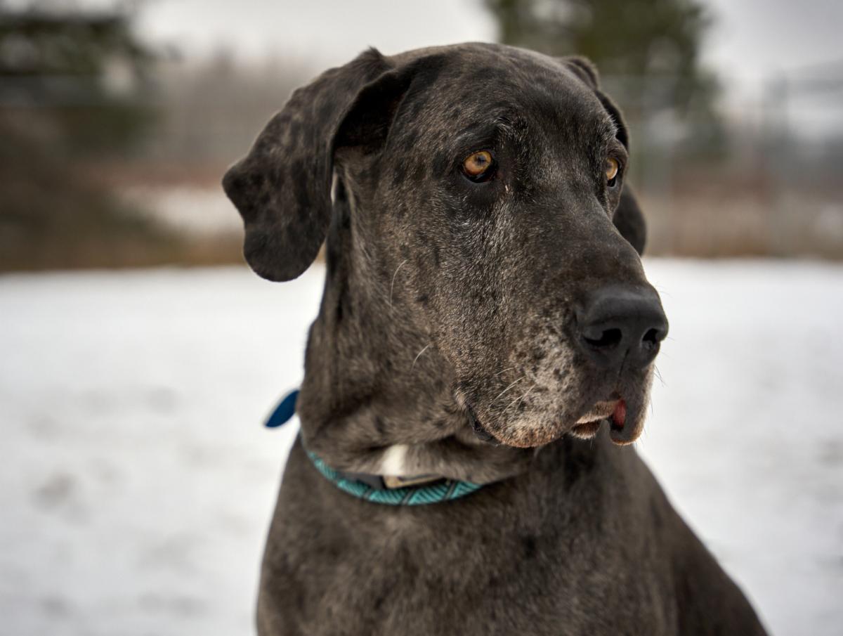 Above: Mark's winter portrait of Great Dane, Axel, the largest dog at Home for Life®