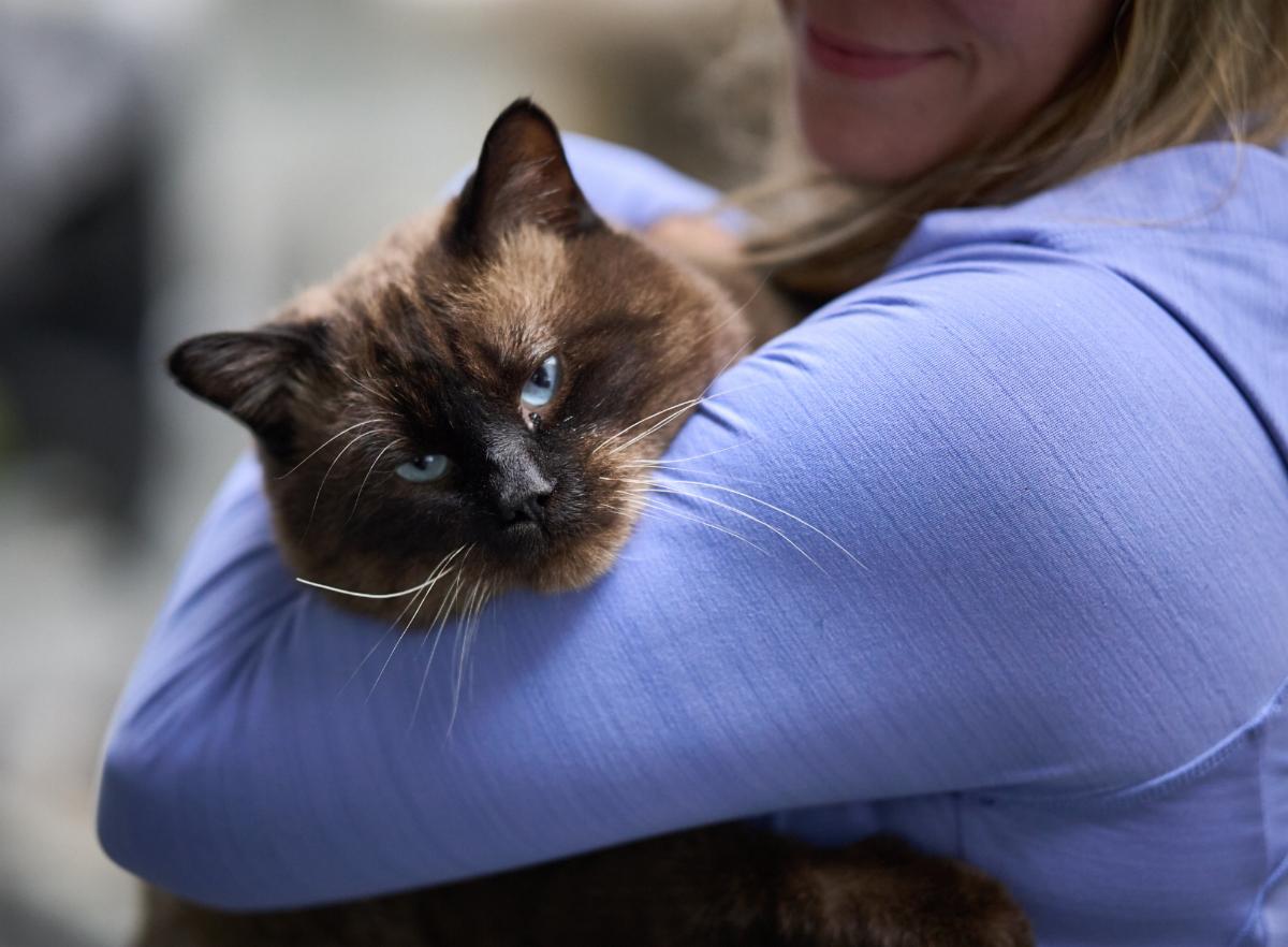Above: Home for Life's® cats stay warm this winter indoors! This is Chocolate Chip the Siamese.