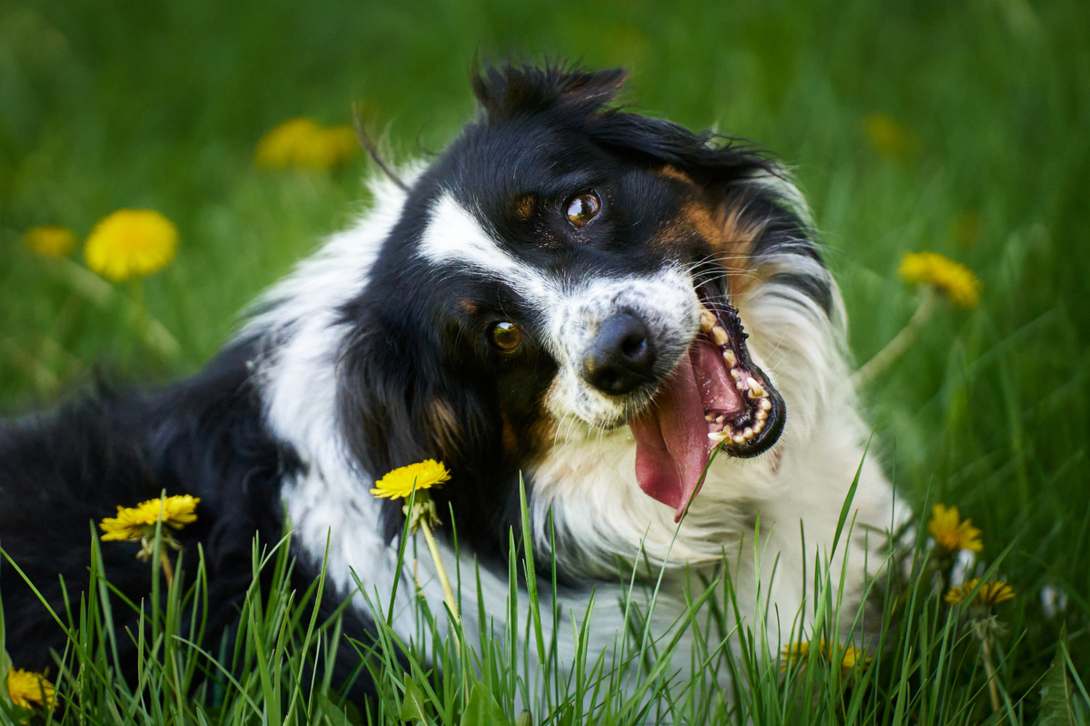 April in the meadow with a goofy look!
