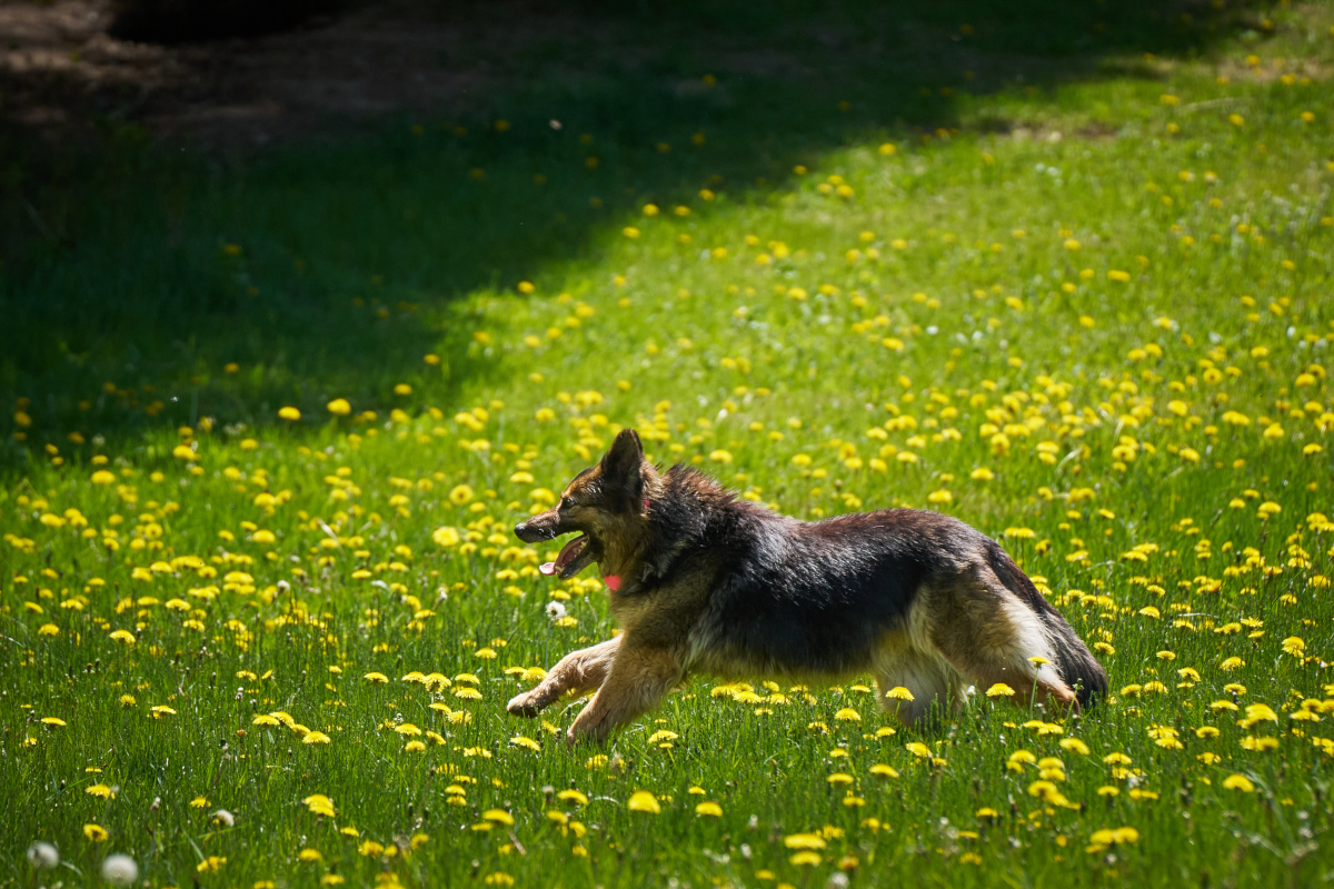 Bowser running across the meadow