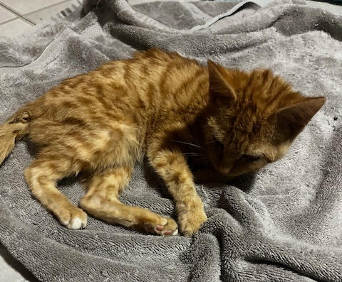 Butternut arrives at Home For Life