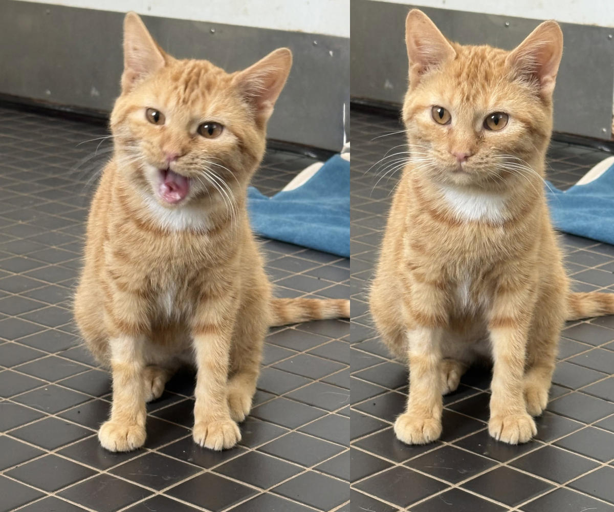 Butternut has recovered from her injuries.