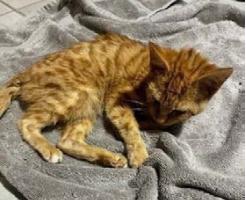 Butternut was found late summer run over by a tractor. She has found a place to belong and bloom at Home for Life  