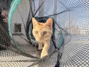 Butternut in the cat tube