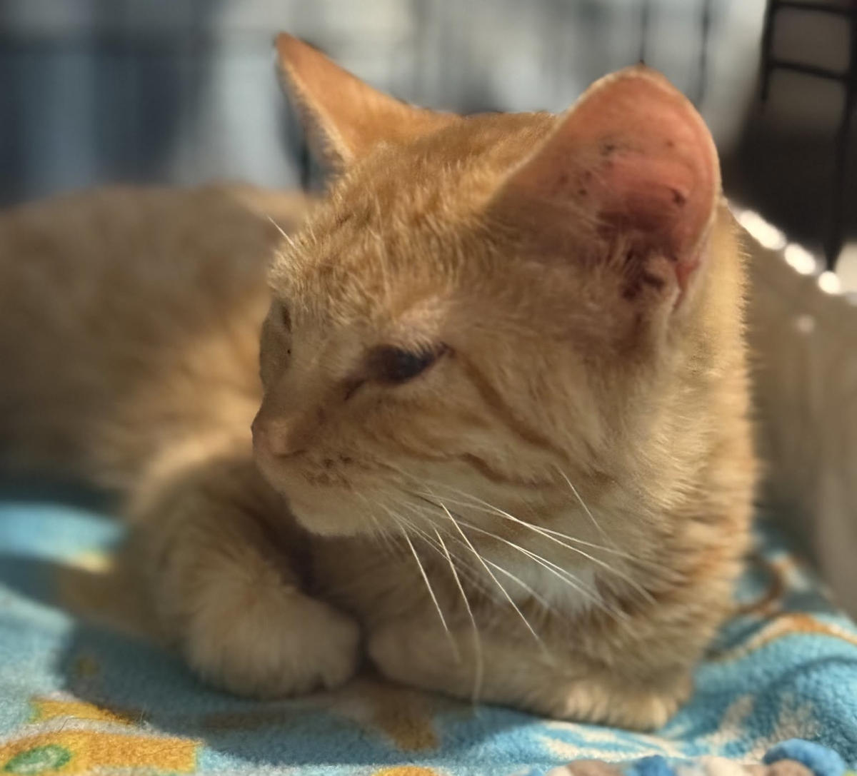 Butternut resting in her cage at Home For Life