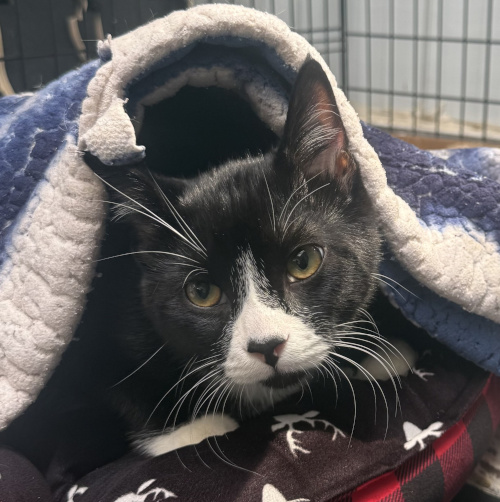 Checkers on bed rest the weekend he was picked up while he waited to see the surgeon.