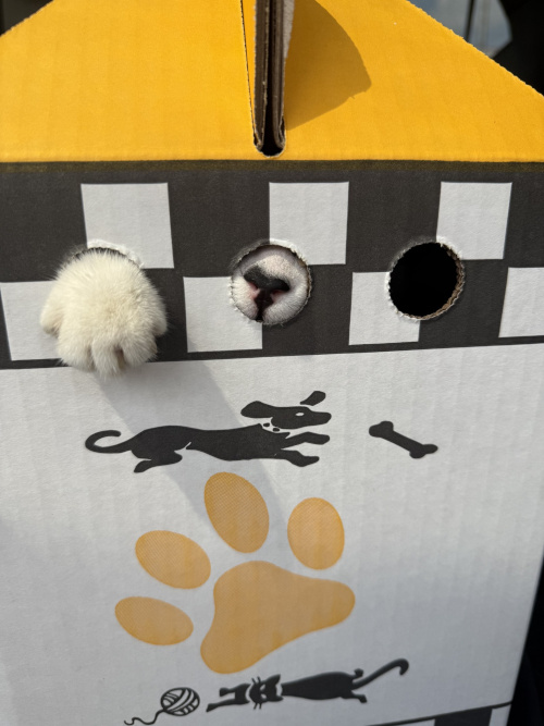 Saved in the nick of time: it's Checkers! on his way to Home for Life.