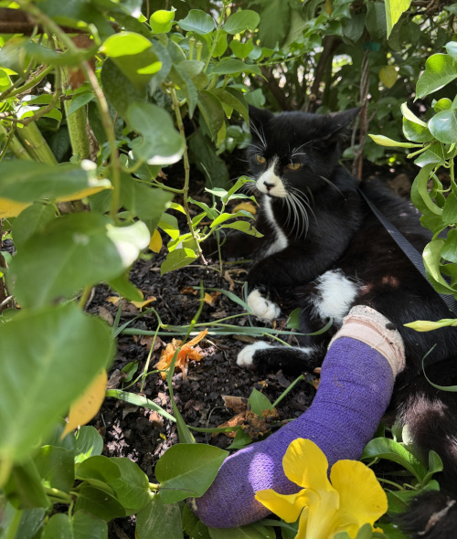Getting outside for sunshine and fresh air, as he had to be so confined to protect him as he healed.