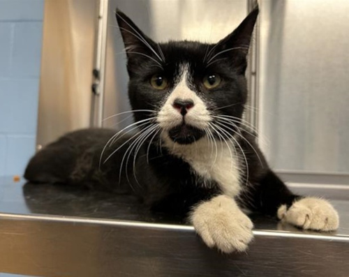 The first photo we received of Checkers from animal control.