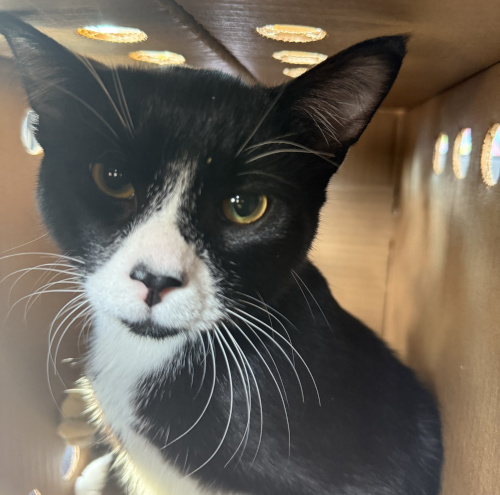 Obviously in pain due to the broken leg and trauma to the jaw and mouth.