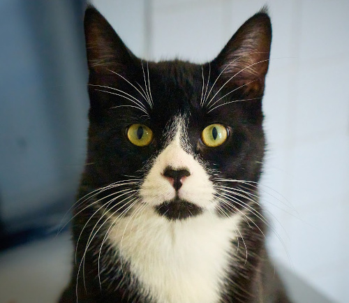 Checkers in his first official portrait by Mark Luinenburg!