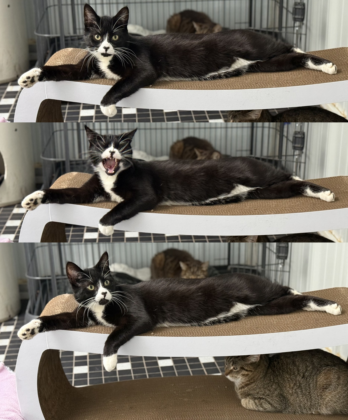 That is his best friend Reese resting on the lower level of the scratcher.
