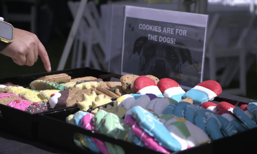 Cookies are for Dogs