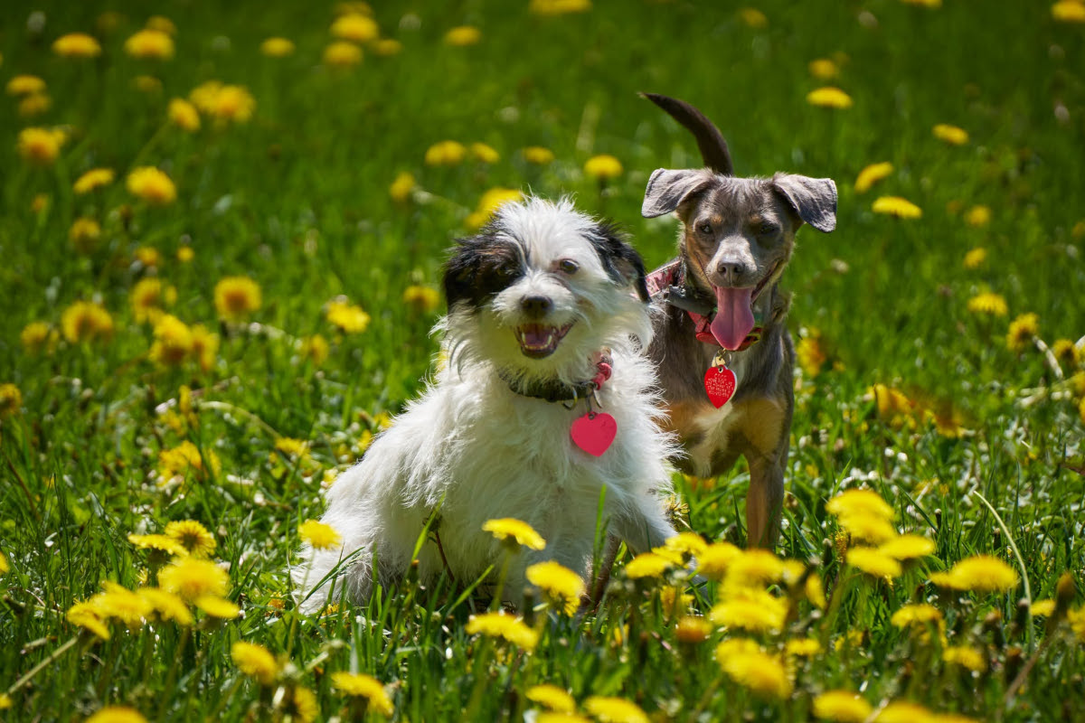 Coco and Polly in the Dandelions