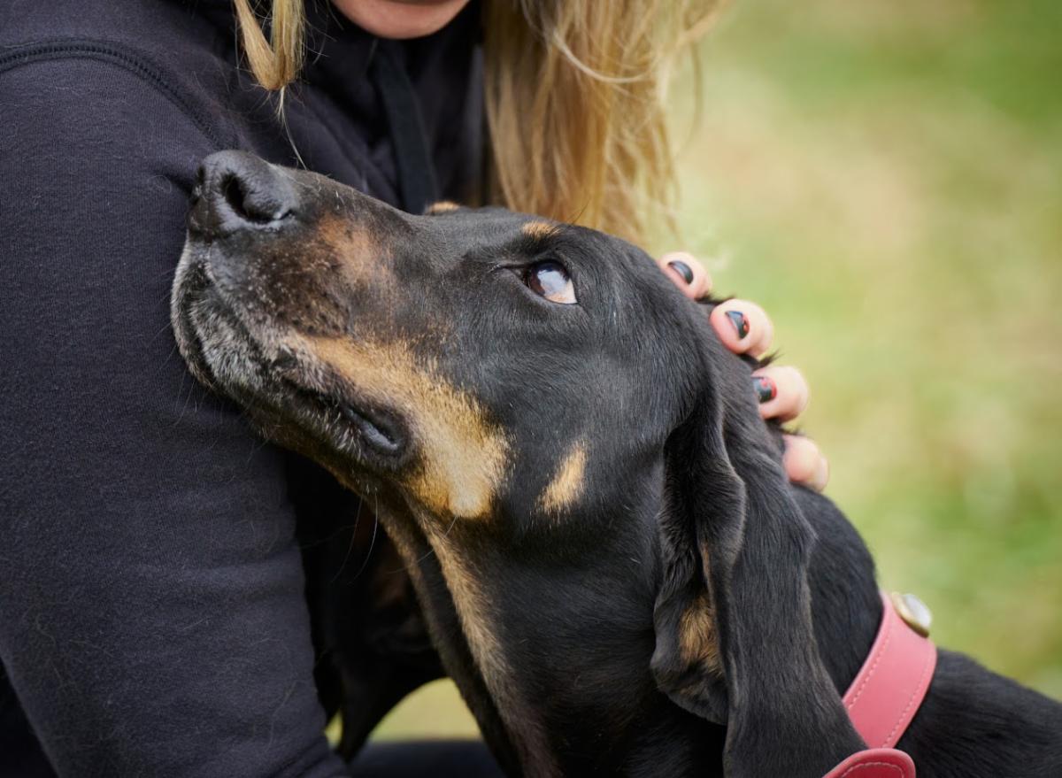 Dressed in fall colors, Scarlet is petted at Home For Life sanctuary.