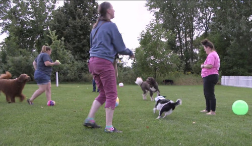 Dogs and Balls