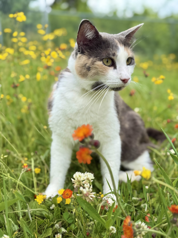 Gertie, who had a home once upon a time, was an abandoned stray.  Now she enjoys a walk in the wildflower. 