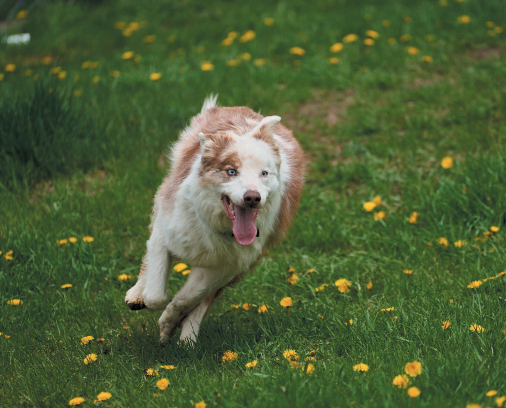 Henry on the run in the meadow