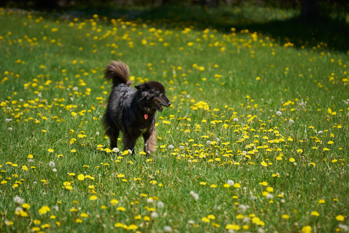 Kara in the meadow with a heart pendant on her collar