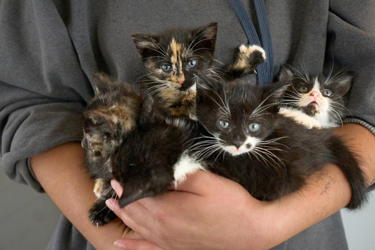 An armful of kittens at the Home For Life sanctuary.